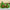 2-Pack Kapibara Avocado Plush Dolls – Soft Polyester Stuffed Animal Set, Green & Brown, Cute Collectible Plush Gift for Kids & Home Decor