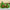 2-Pack Kapibara Avocado Plush Dolls – Soft Polyester Stuffed Animal Set, Green & Brown, Cute Collectible Plush Gift for Kids & Home Decor