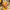 Lalafanfan Yellow Duck Plush Toy 30cm (11.8 Inches)