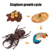 Animal & Plant Life Cycle Board Montessori Teaching Set - Preschool Science Model Kit for Kids