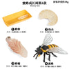 Animal & Plant Life Cycle Board Montessori Teaching Set - Preschool Science Model Kit for Kids