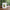 Cute Avocado Porcelain Coffee Mug - Cartoon Green Avocado Breakfast & Juice Cup, 11 oz (320 ml)