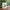 Cute Avocado Porcelain Coffee Mug - Cartoon Green Avocado Breakfast & Juice Cup, 11 oz (320 ml)