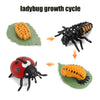 Animal & Plant Life Cycle Board Montessori Teaching Set - Preschool Science Model Kit for Kids