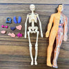 3D Human Torso Anatomy Model for Kids – Detachable Organs & Skeleton Educational Toy (28.5 cm / 11.2 in)