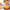 Stainless Steel Citrus Juicer Manual Handheld Orange Lemon Press for Mason Jars