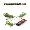 Animal & Plant Life Cycle Board Montessori Teaching Set - Preschool Science Model Kit for Kids