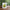 Cute Avocado Porcelain Coffee Mug - Cartoon Green Avocado Breakfast & Juice Cup, 11 oz (320 ml)