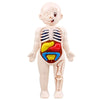 14-Piece Human Anatomy Model Kit DIY Montessori Human Body Organs Educational Toy for Kids