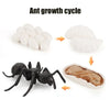 Animal & Plant Life Cycle Board Montessori Teaching Set - Preschool Science Model Kit for Kids