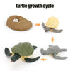 Animal & Plant Life Cycle Board Montessori Teaching Set - Preschool Science Model Kit for Kids