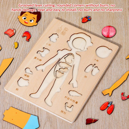 Montessori Human Anatomy Jigsaw Puzzle – Organ Model Educational Toy for Kids, Learning and Travel Toy for Toddlers