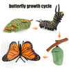 Animal & Plant Life Cycle Board Montessori Teaching Set - Preschool Science Model Kit for Kids
