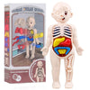 14-Piece Human Anatomy Model Kit DIY Montessori Human Body Organs Educational Toy for Kids