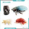 Animal & Plant Life Cycle Board Montessori Teaching Set - Preschool Science Model Kit for Kids