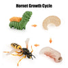 Animal & Plant Life Cycle Board Montessori Teaching Set - Preschool Science Model Kit for Kids
