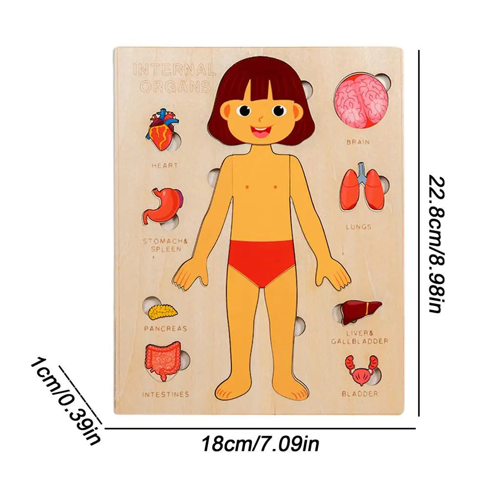 Montessori Human Anatomy Jigsaw Puzzle – Organ Model Educational Toy for Kids, Learning and Travel Toy for Toddlers