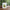 Cute Avocado Porcelain Coffee Mug - Cartoon Green Avocado Breakfast & Juice Cup, 11 oz (320 ml)
