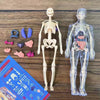 3D Human Torso Anatomy Model for Kids – Detachable Organs & Skeleton Educational Toy (28.5 cm / 11.2 in)