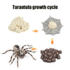 Animal & Plant Life Cycle Board Montessori Teaching Set - Preschool Science Model Kit for Kids
