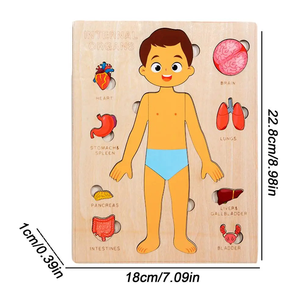 Montessori Human Anatomy Jigsaw Puzzle – Organ Model Educational Toy for Kids, Learning and Travel Toy for Toddlers