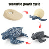 Animal & Plant Life Cycle Board Montessori Teaching Set - Preschool Science Model Kit for Kids