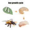 Animal & Plant Life Cycle Board Montessori Teaching Set - Preschool Science Model Kit for Kids