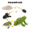 Animal & Plant Life Cycle Board Montessori Teaching Set - Preschool Science Model Kit for Kids