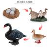 Animal & Plant Life Cycle Board Montessori Teaching Set - Preschool Science Model Kit for Kids
