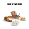 Animal & Plant Life Cycle Board Montessori Teaching Set - Preschool Science Model Kit for Kids