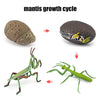 Animal & Plant Life Cycle Board Montessori Teaching Set - Preschool Science Model Kit for Kids