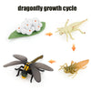 Animal & Plant Life Cycle Board Montessori Teaching Set - Preschool Science Model Kit for Kids