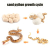 Animal & Plant Life Cycle Board Montessori Teaching Set - Preschool Science Model Kit for Kids