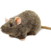 Reuben the Rat 7-Inch Plush Stuffed Animal Toy - TIGERHART